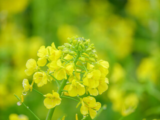 雨上がりの菜の花畑