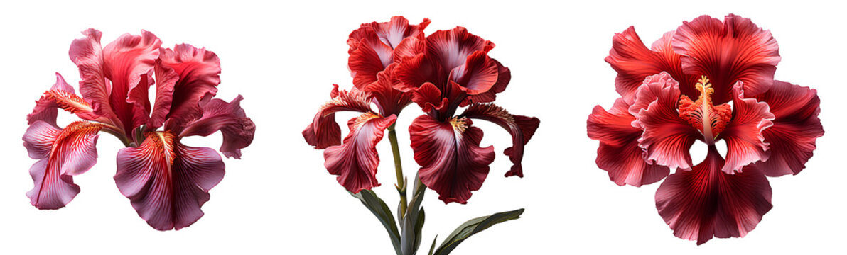 Red iris flower set PNG. Set of red iris flowers isolated. Red iris flower PNG. Red iris flower blooming. Iris flower PNG. Red flower. Iris flower top view PNG. Iris flower flat lay PNG