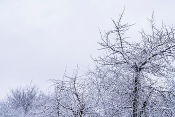 Snow on tree branches. Winter.