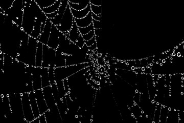 Dew drops on spider web, fine art photography - 762486208