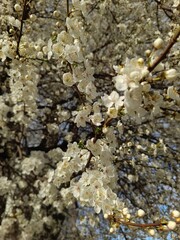 White flowers on a cherry blossom, a tree similar to sakura and an apple tree, a yellow shade 