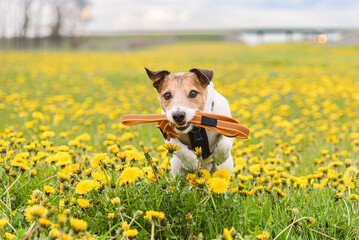 Dog walking in spring field among flowers holding leash in mouth.