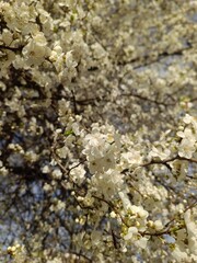 A spring tree in bloom, with white petals, cherry blossoms