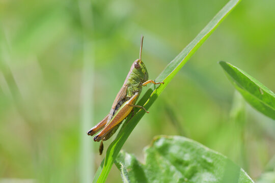 Camouflage of green meadow grasshoppers in the grass