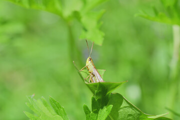 Camouflage of green meadow grasshoppers in the grass
