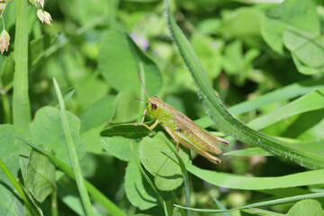 Camouflage of green meadow grasshoppers in the grass