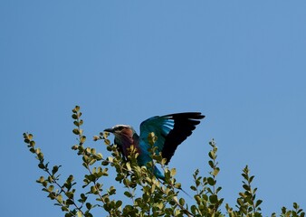 Lilac-breasted roller about to fly, with its wings spread