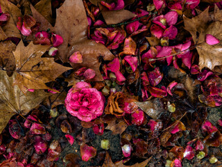 Autumn's Palette: Vibrant Camellia among Fallen Leaves