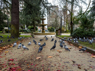 Urban Oasis: Pigeons Gather at a Park Fountain