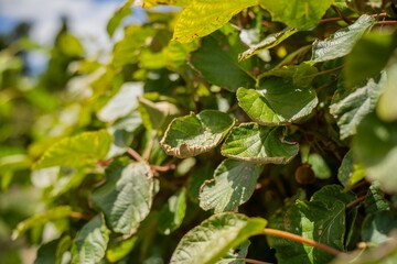 kiwi fruit plant growing on a farm in australia