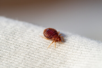 Macro punaise de lit