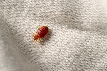 Macro punaise de lit