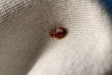 Macro punaise de lit