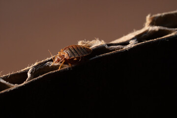 Macro punaise de lit