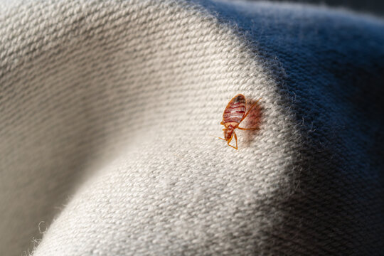 Macro punaise de lit