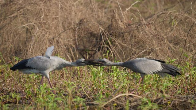 Anastomus oscitans Asian Openbill foraging in Bueng Boraphet swamps, Thailand. 