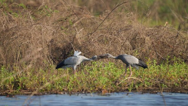 Anastomus oscitans Asian Openbill foraging in Bueng Boraphet swamps, Thailand. 