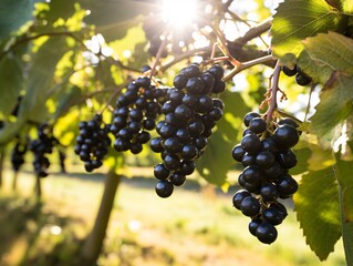 a bunches of grapes on a vine