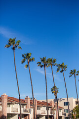 Southern California Beach Abstract Palm Tree with blue sky