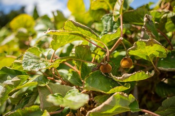 kiwi fruit plant growing on a farm in australia