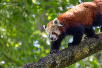 A small red and white bear is walking on a tree branch