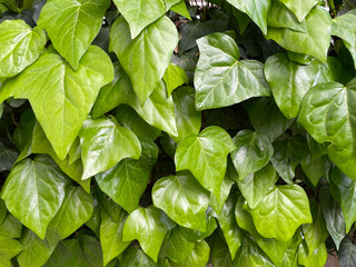 Ivy texture. A wall of fresh green leaves as a botanical background. Hedera canariensis, Algerian...