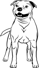 English Staffordshire Bull Terrier. Staffy dog. Beautiful vector black sketch, drawing, illustration, graphic, logo, icon, label.