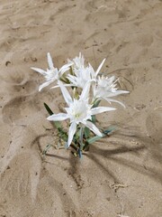 flowers on the sand