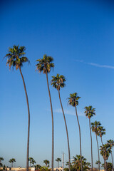 Obraz premium Southern California Beach Abstract Palm Tree with blue sky