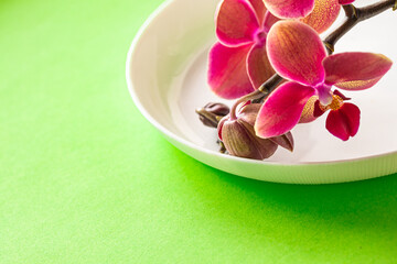 Pink blooming orchid flowers on white plate on bright green background. Elegant summer table...