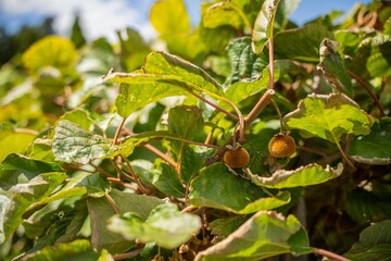 kiwi fruit plant growing on a farm in australia