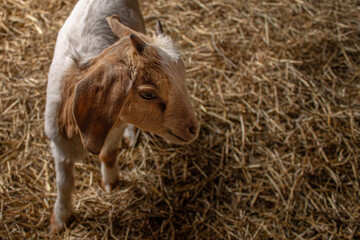 Cute Baby Nubian Boer Mixed Breed Homestead Goat Kid in Straw Background with Space for Text