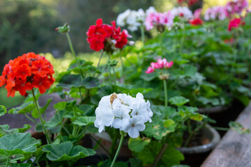 Obraz premium white flowers in the garden.