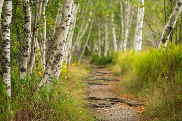 Birch Forest And Trail