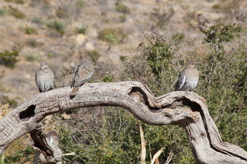 Dove perched on a limb