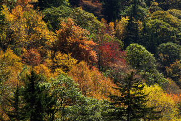 Fototapeta premium Colorful Autumn Leaves