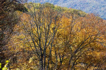 Fototapeta premium Colorful Autumn Leaves