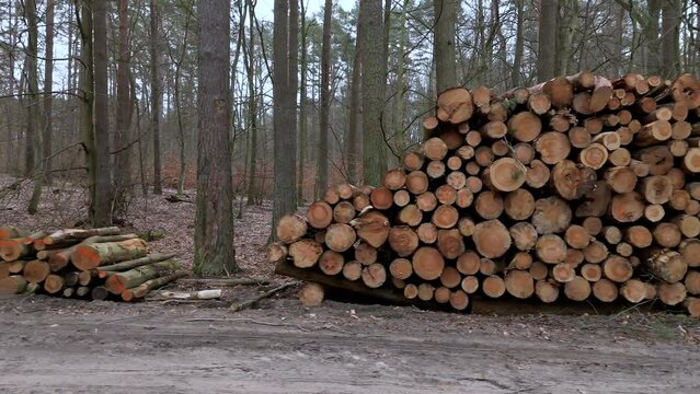 Pile of Cut Logs in Forest