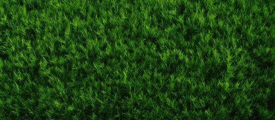 A detailed view of a verdant grass field showcasing a variety of terrestrial plants, groundcover, flowering plants, and shrubs creating a lush green landscape - obrazy, fototapety, plakaty