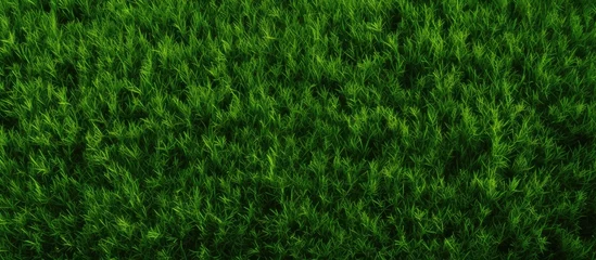 Papier Peint photo autocollant Herbe A detailed view of a verdant grass field showcasing a variety of terrestrial plants, groundcover, flowering plants, and shrubs creating a lush green landscape