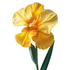 Yellow iris flower PNG. Yellow iris flower blooming. Iris flower PNG. Yellow flower. Gardenia scent
