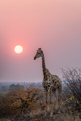 South African giraffe or Cape giraffe (Giraffa giraffa) or (Giraffa camelopardalis giraffa) at...