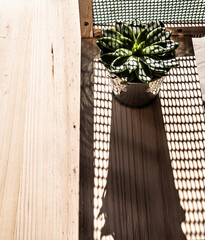 Planta suculenta sobre una mesa de madera con textura y con sombras.