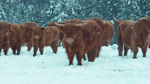 A herd of highland cattle stand in snow and stare directly into the camera. Moody winter snowy shot of domesticated farm animals. Wildlife in nature