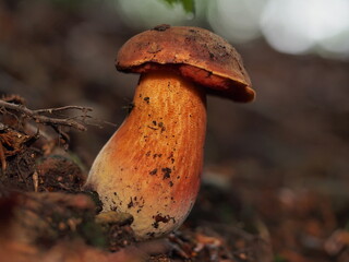 A beautiful mushroom in a nice forest 