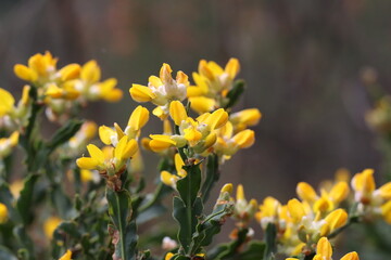 Flres amarelas  no Parque Nacional da Peneda-Gerês, Portugal