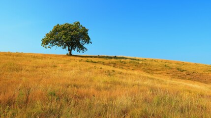 Fototapeta premium The golden grasslands sprawl across the hill Generative AI