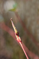 Snakebark maple Red Flamingo branch with buds