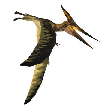 Pteranodon Pterosaur Wings - Pteranodon was a reptile carnivorous Pterosaur that lived in North America during the Cretaceous Period.