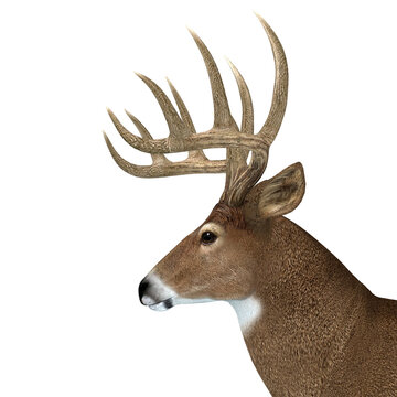 Whitetail Buck Head - The herbivorous White-tailed deer lives in North and South America and is an abundant species.